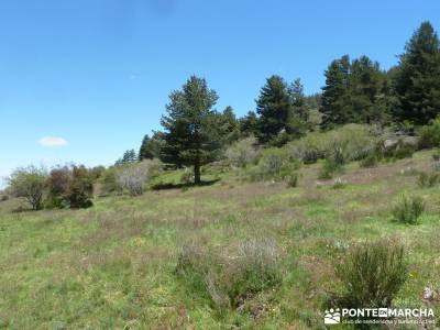 El pinar del Puerto de Navafría;embalse de navacerrada;conocer gente madrid